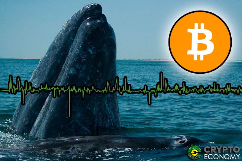 Bitcoin whales help to stabilize the market