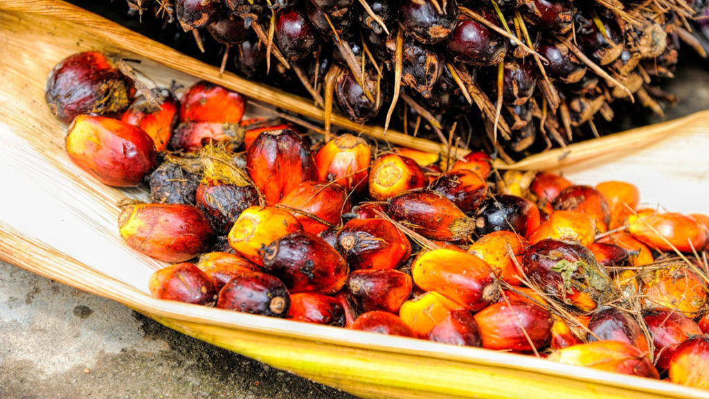 Malaysian Palm Oil Council (MPOC) and Blockchain Startup BloomBloc Develops Blockchain App to Monitor Palm Oil Supply Chain