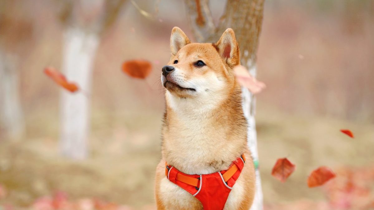 Dogecoin [DOGE] Surges By 23% While Crypto Market Bleeds