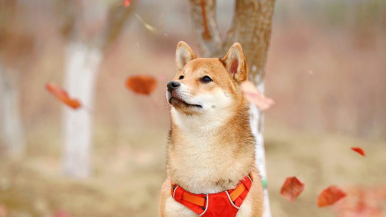 After 200% rally, Shiba Inu [SHIB] investors need to know this