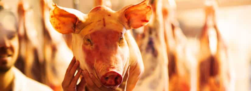 Court dismisses a pig butchering case against Binance