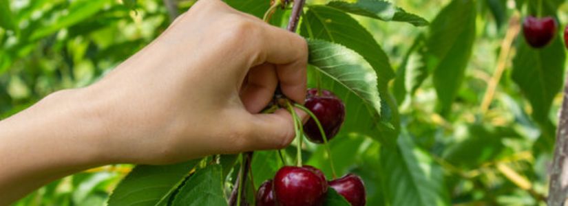 A Pioneering Case: Crypto's "Cherry-Picking" Scandal