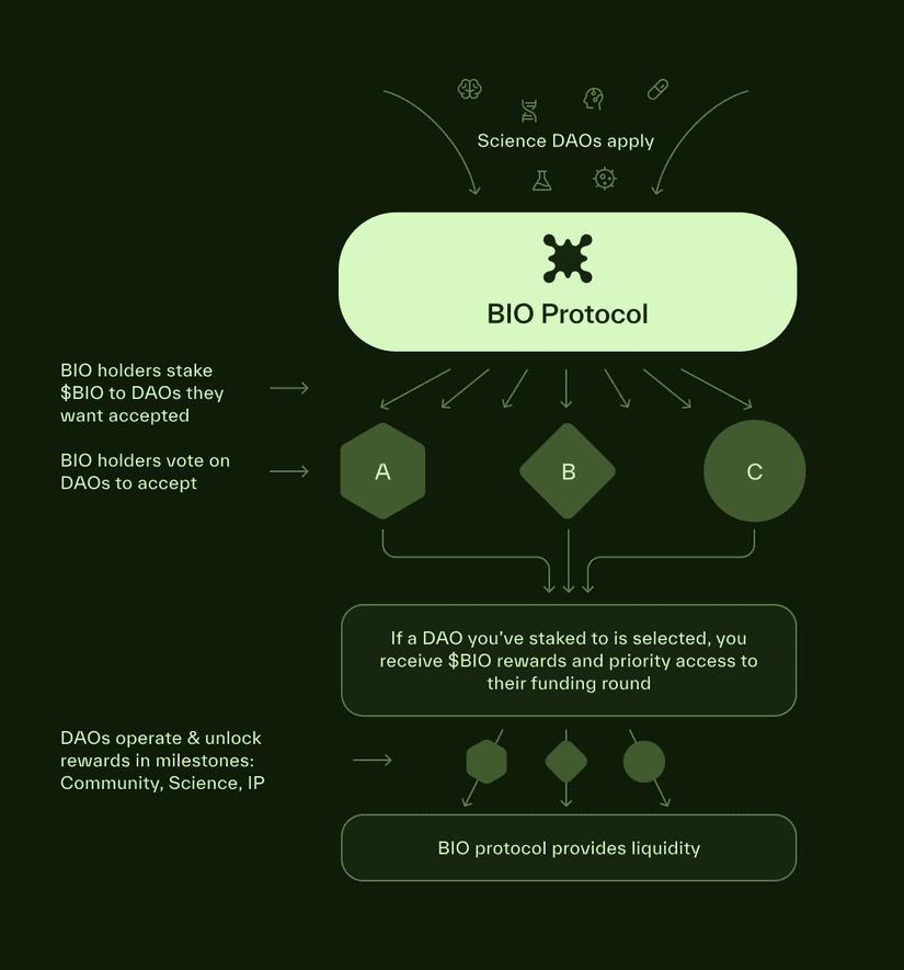 How Does BIO Protocol Work?