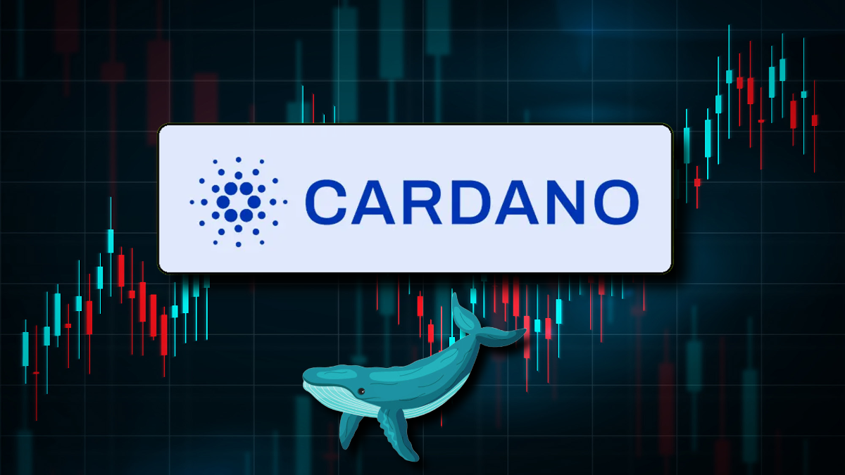 Los Minoristas De Cardano Pierden Esperanza Mientras Las Ballenas Acumulan En Silencio - Crypto Economy ESP