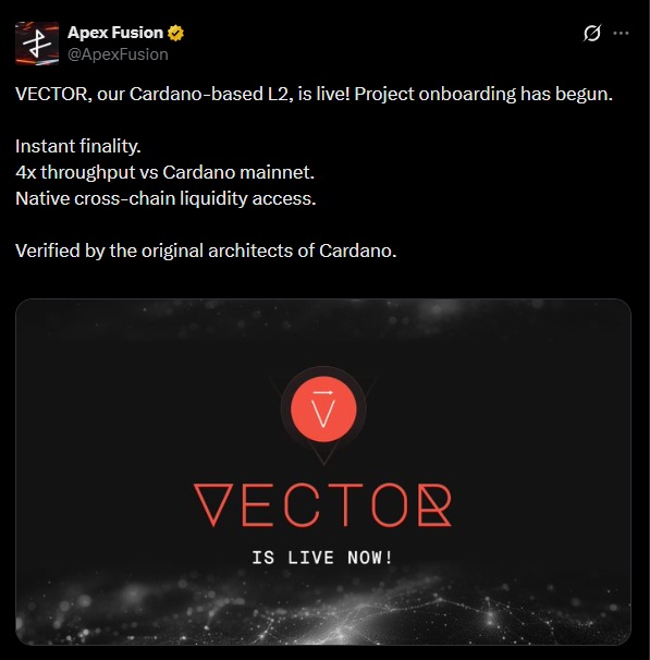 Vector Cardano blockchain
