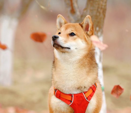 Dogecoin [DOGE] Surges By 23% While Crypto Market Bleeds