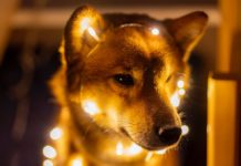 Shiba Inu [SHIB], CoinMarketCap Starts Working Out Wormhole Issue